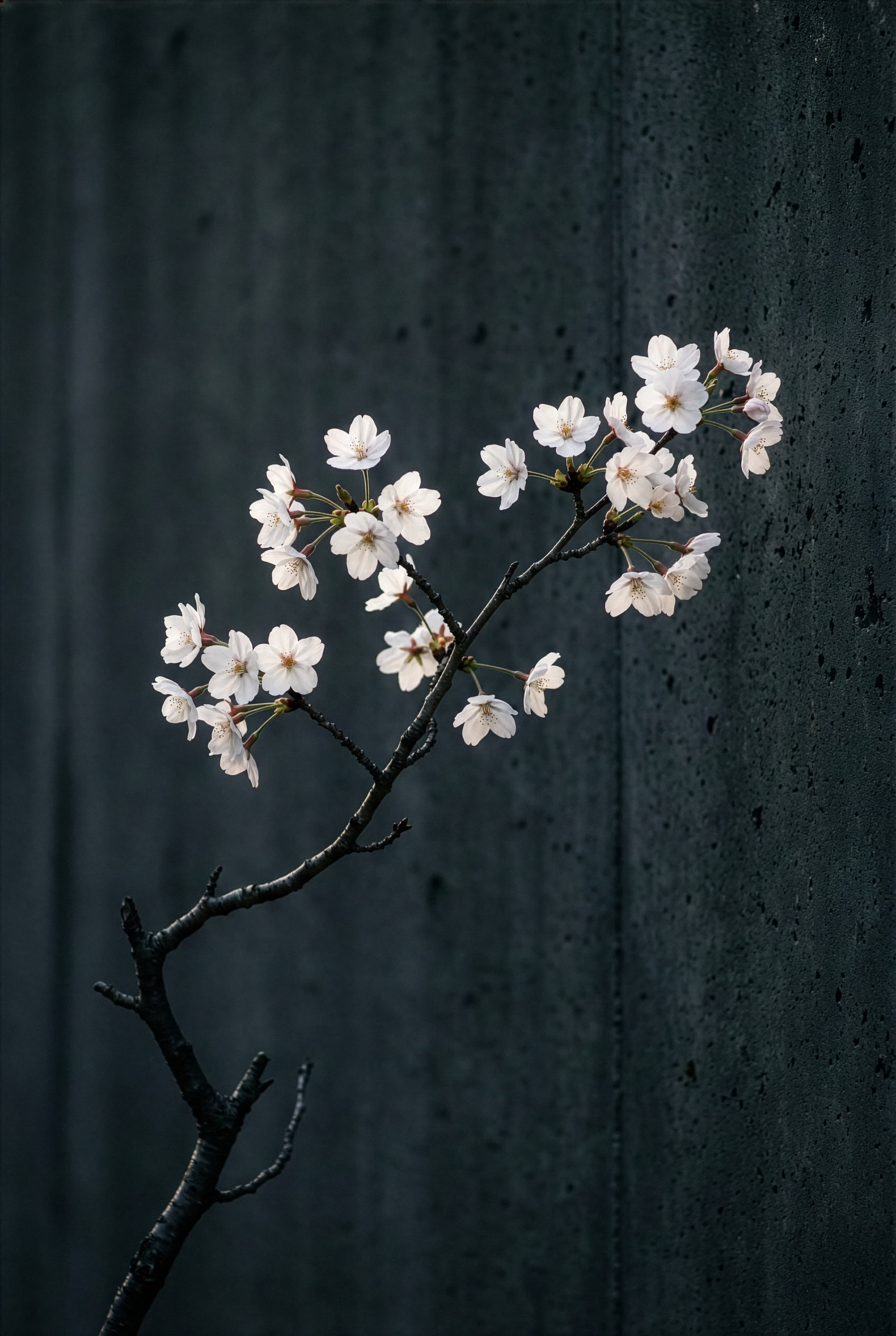 Aperçu du projet Portail Senior